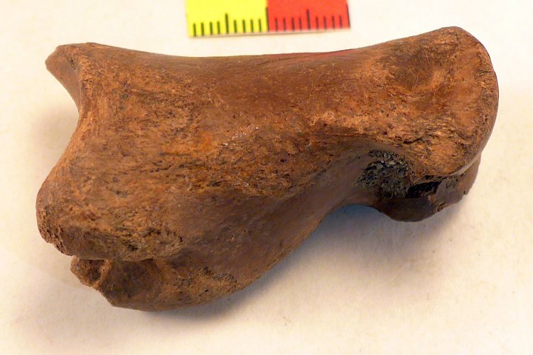 (image for) Bikkel Bone - Click Image to Close